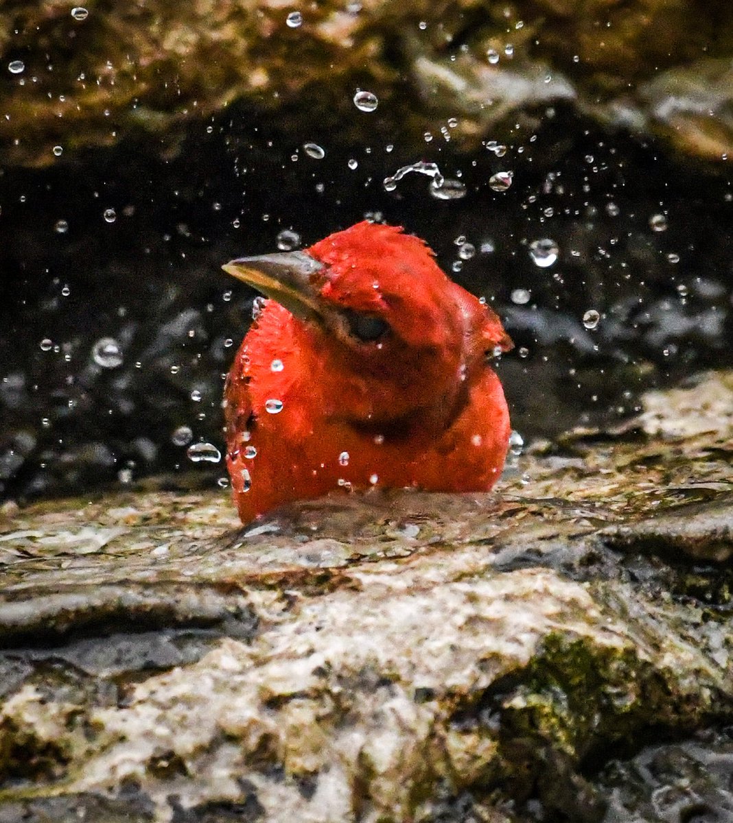 LanceWinter's tweet photo. What a surprise! 
This is the earliest I’ve seen a Summer Tanager. What a striking bird. Guadalupe River State Park never disappoints. I love the water droplets. @NikonUSA @TPWDparks @TPWDnews @USFWSBirds @USFWS @HoustonAudubon https://t.co/gTAtqknVSZ