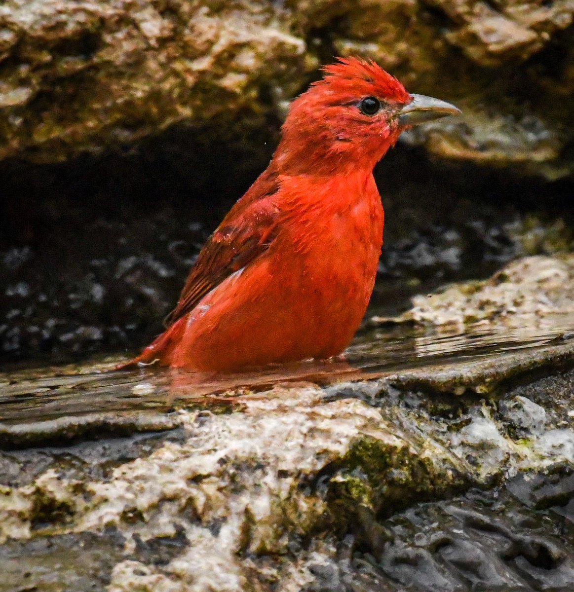 LanceWinter's tweet photo. What a surprise! 
This is the earliest I’ve seen a Summer Tanager. What a striking bird. Guadalupe River State Park never disappoints. I love the water droplets. @NikonUSA @TPWDparks @TPWDnews @USFWSBirds @USFWS @HoustonAudubon https://t.co/gTAtqknVSZ
