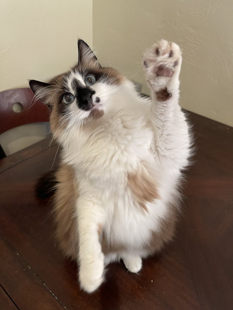 Andrea56822453's tweet photo. @CooksleyJaneen Hiya furriend. I hope you had a great day!❤️ https://t.co/cGpG56dKe4