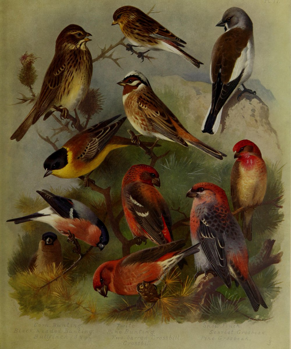 British birds by Thorburn, Archibald -1860-1935- ~ archive.org/details/britis… #fungi #butterflies #birds #nature #book #archive #scientificillustration