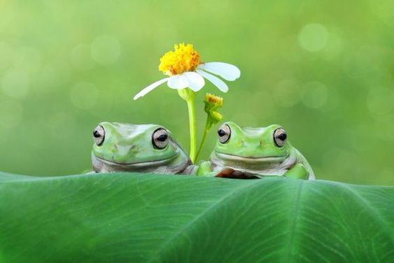 hourly frogs ! ꕥ (@hourfrogs) on Twitter photo 