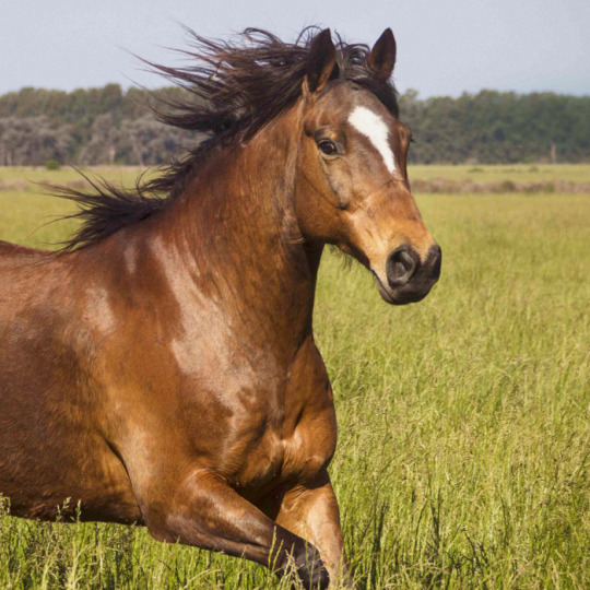 opAnything's tweet photo. Crocodile is a horse :D https://t.co/6eSpn50LJi