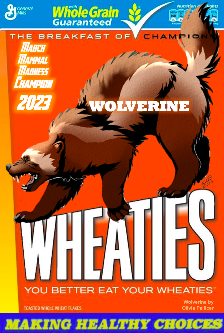Prof. Katie Hinde (@mammals_suck) on Twitter photo WOLVERINE OUTFLANKS & OUTLASTS OKAPI!!!
WOLVERINE IS #2023MMM CHAMPION!!!!!
(<a href="/Opellisms/">Olivia Pellicer</a> with the Wheaties Box Art Threepeat!) WOLVERINE OUTFLANKS & OUTLASTS OKAPI!!!
WOLVERINE IS #2023MMM CHAMPION!!!!!
(<a href="/Opellisms/">Olivia Pellicer</a> with the Wheaties Box Art Threepeat!)