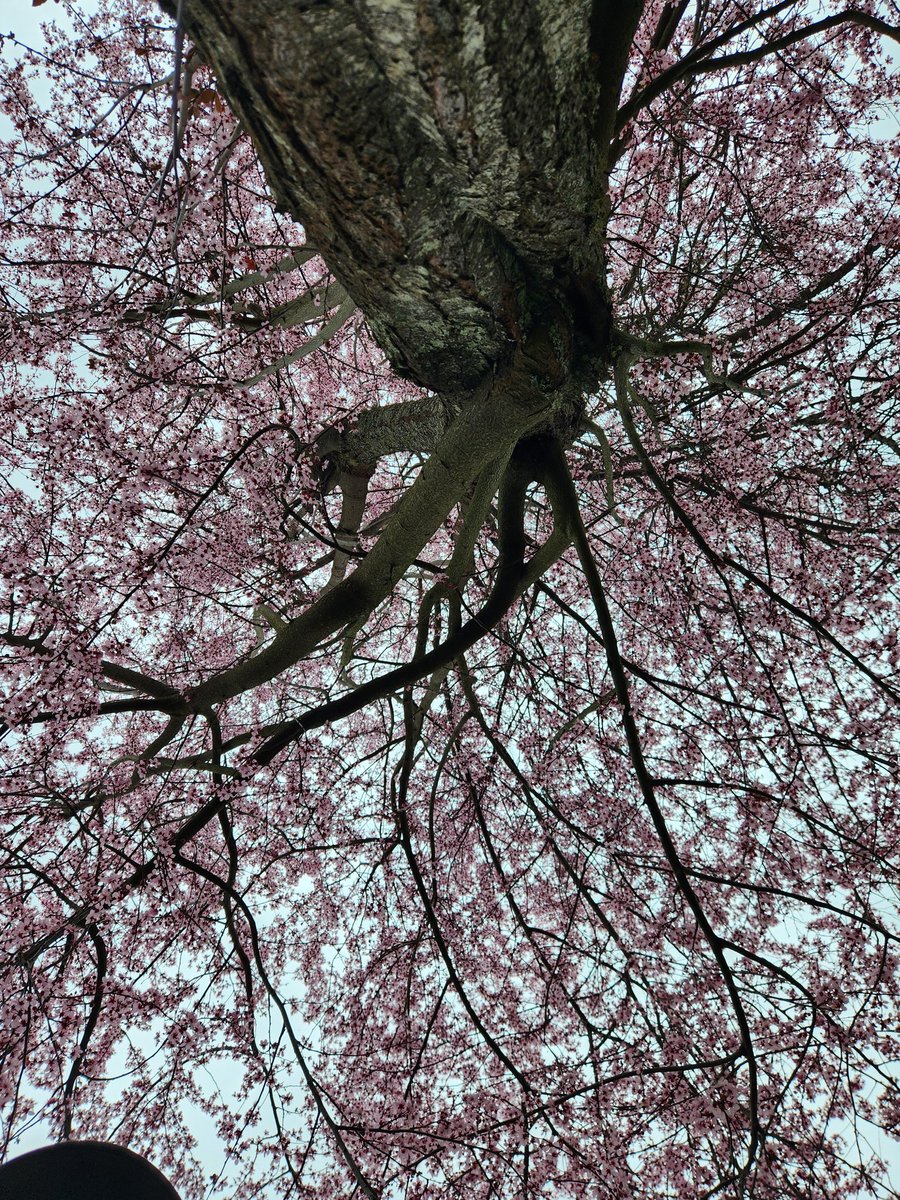 OnyxSux's tweet photo. Went on a nice walk today 😌 https://t.co/p7qnnW1on2