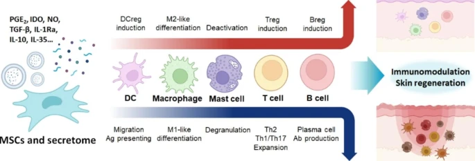 KoreaCRS's tweet photo. (Journal of Pharmaceutical Investigation) Formulation of secretome derived from mesenchymal stem cells for inflammatory skin diseases (https://t.co/PL31J4Nw1w) | Jee-Heon Jeong & Hyung-Sik Kim | @SKKU_1398 #JPIN #KPSPT #stemcells #skindiseases https://t.co/geZ4j7gmTL