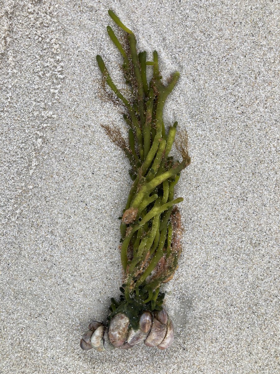 Symbiosis. 

Seagull Beach cape cod.