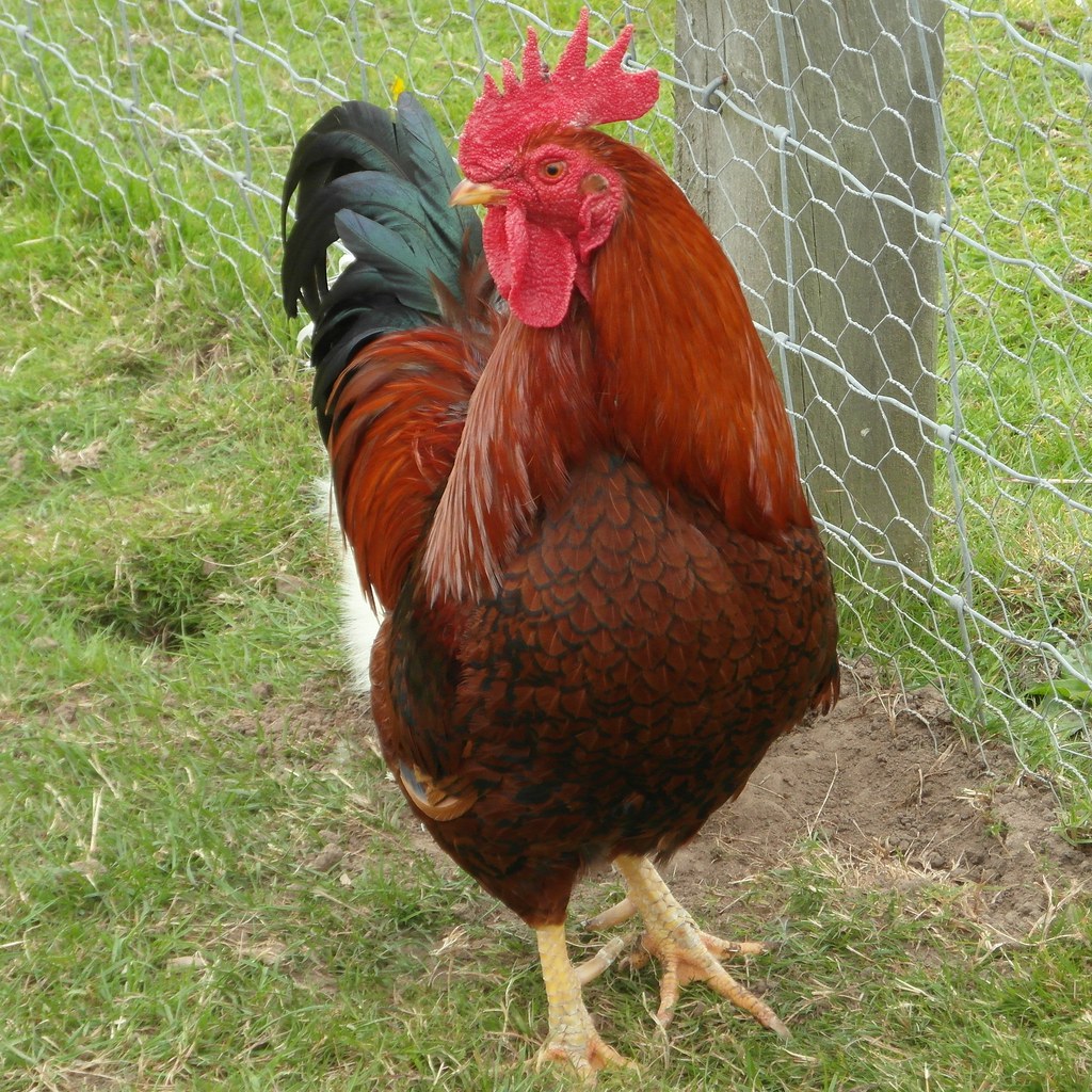 questionomatic's tweet photo. chicken has engaged their minds! https://t.co/p0GaFcqv6c