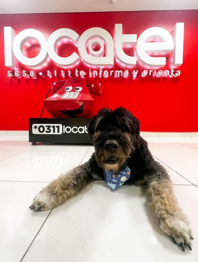 locatel_mx's tweet photo. Sr. Heavy, es un perrito rescatado de la #BrigadaDeVigilanciaAnimal🐾Tú también puedes brindarle un hogar a uno o varios lomitos🫢 

Solicita orientación veterinaria a través del *0311
Locatel es de tod@s y para tod@s❤️🐶

#AdoptaNoCompres
#AsesoríaVeterinaria
Gracias @C5_CDMX https://t.co/BhgSEfeTbT