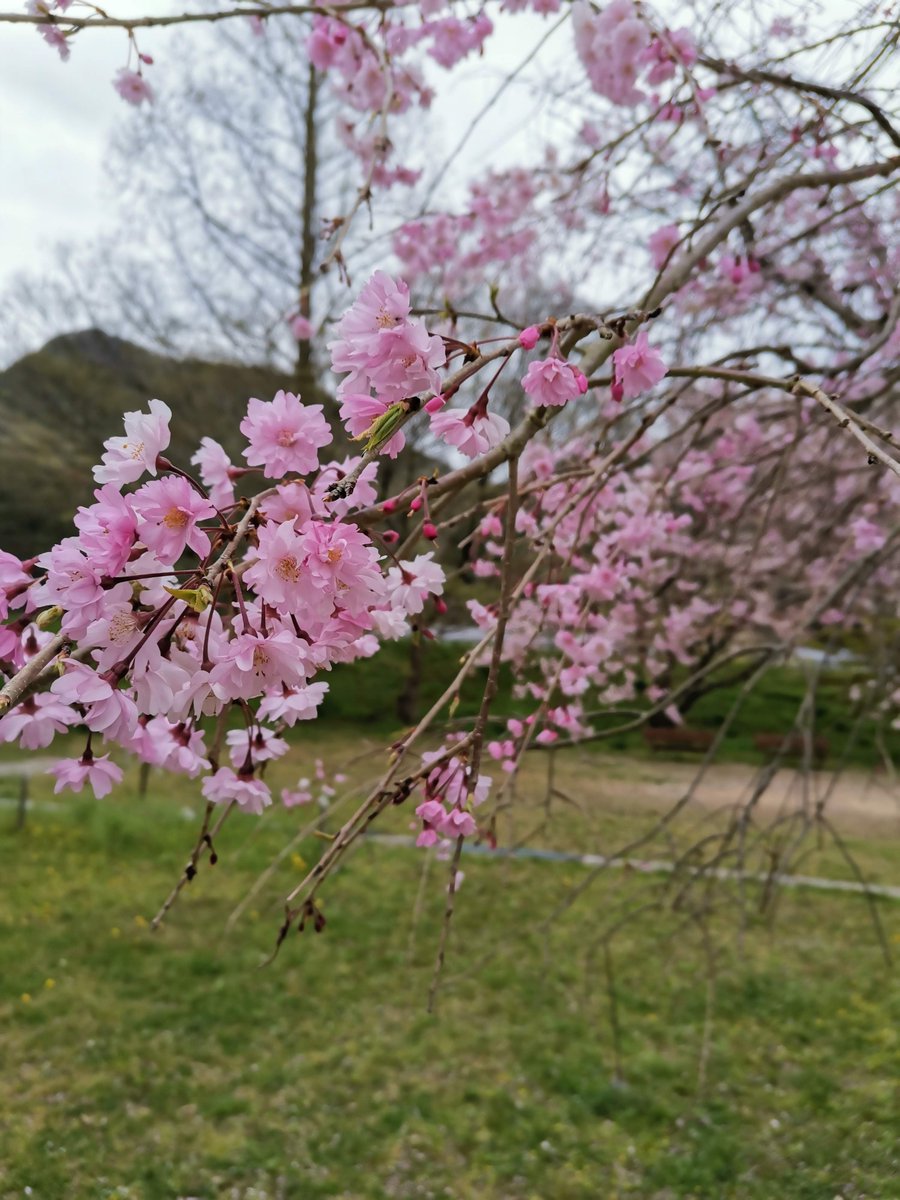 Haco_Labo's tweet photo. HACO〜ございます^ ^
たつの市はくもり☁です。
写真は昨日行った新宮八幡神社です。
週末まで桜ありそうですね👌
本日もよろしくお願いします。
#企業公式相互フォロー
#兵庫twitter会
#ユーパック
#ダンボール
#社員募集中
#ハコラボ
#Hacolabo https://t.co/WKPJDxhlnE