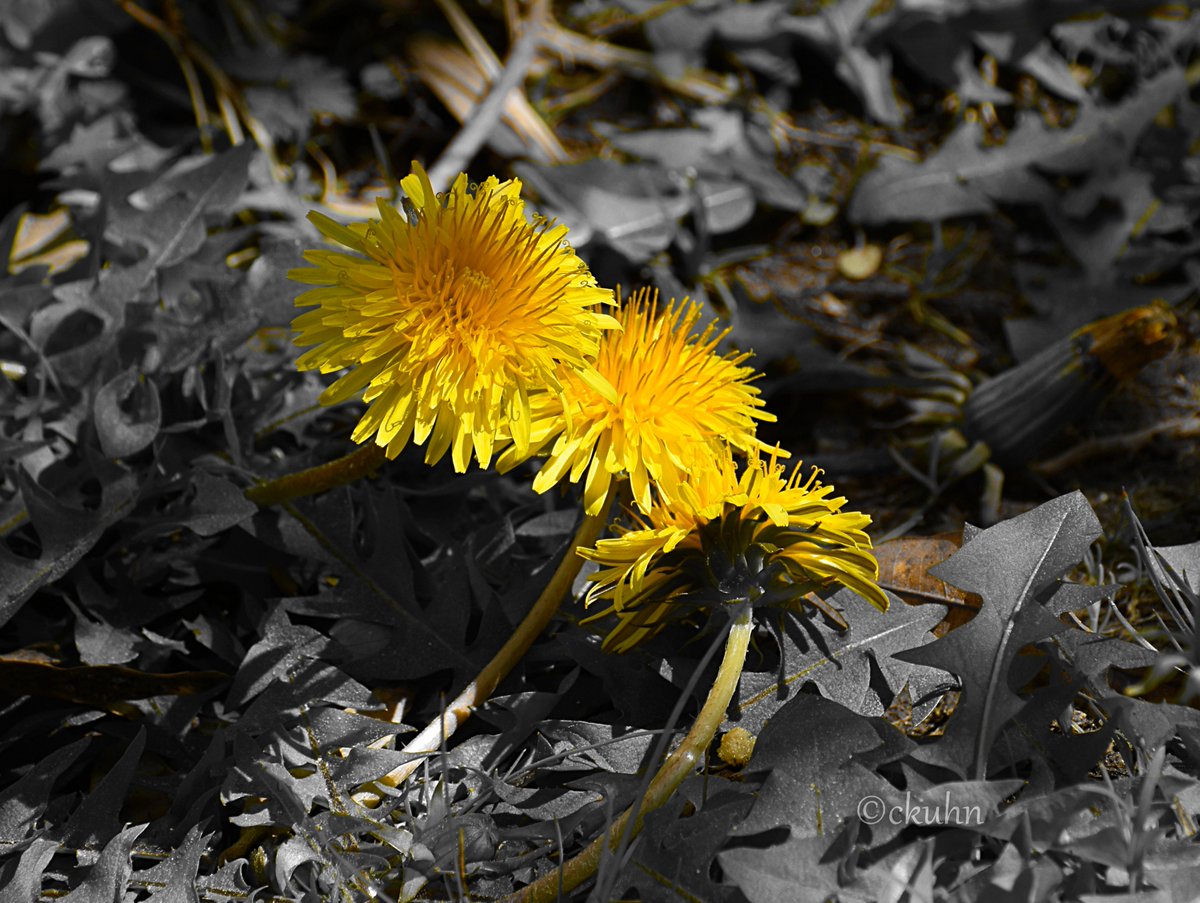 Happy #NationalDandelionDay 💛
#Wildflowers #FlowerPhotography #Flowers #Nature