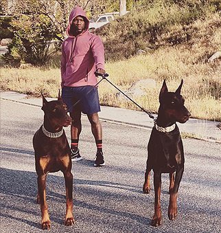 shannonsharpeee's tweet photo. Kevin hart said he keeps it 💯 when people ask him if his dog bites 🤣 https://t.co/jmRsVMhx8x
