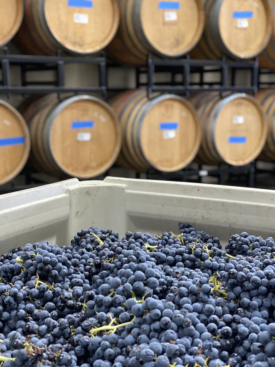 Kevin White Winery (@kevinwhitewine) on Twitter photo “Mourvèdre is the Heathcliff of red grapes. Its dark, hard-edged, almost brooding flavors are never light, juicy, or lively. Mourvèdre has gravitas.” – <a href="/KarenMacNeilCo/">Karen MacNeil</a>, The Wine Bible
Mourvèdre is the basis of La Paysanne Mourvèdre crafted especially for our #wine club. #wawine “Mourvèdre is the Heathcliff of red grapes. Its dark, hard-edged, almost brooding flavors are never light, juicy, or lively. Mourvèdre has gravitas.” – <a href="/KarenMacNeilCo/">Karen MacNeil</a>, The Wine Bible
Mourvèdre is the basis of La Paysanne Mourvèdre crafted especially for our #wine club. #wawine