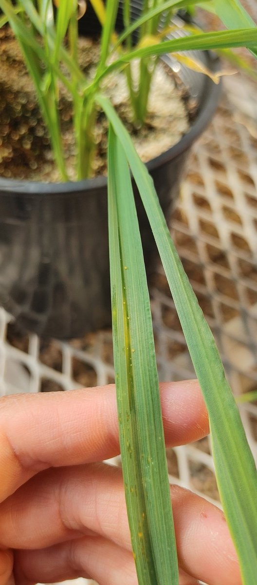 ConstanzaFleit's tweet photo. Today we tested the new #QiaCube for automated #DNA extractions at the Alberta Plant Health Lab 🌱🌾 Thanks to the staff and the head of the lab for having me this whole month. Also, it was my pleasure to work along Hating Fu to detect #Xanthomonas in #wheat and #barley https://t.co/Fxa6may8FI