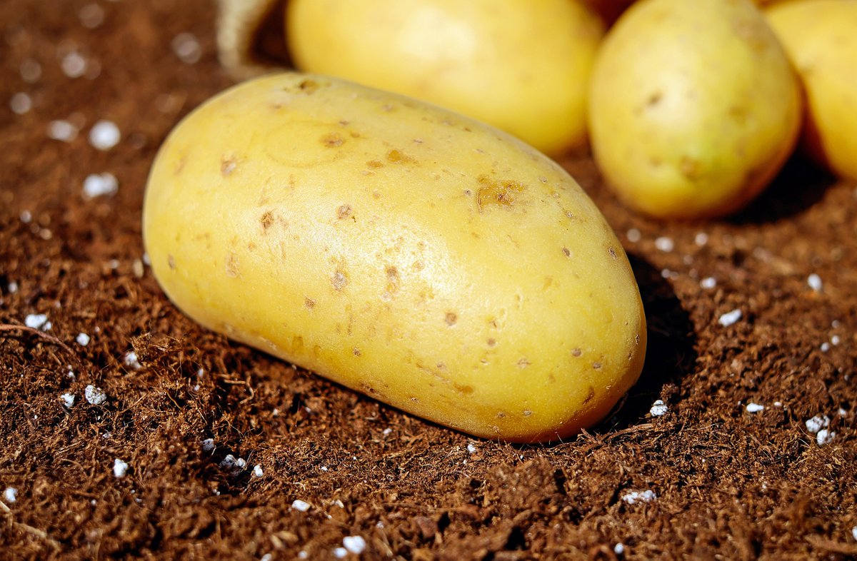 redepapa's tweet image. Controlling #nitrogen affects potato tuber #sprouting: Impacts on tuberization, bit.ly/3zySeV2
Effects of nitrogen application rates on potato tuber #dormancy and emergence, carbohydrate and phytohormone content, and tuber development.