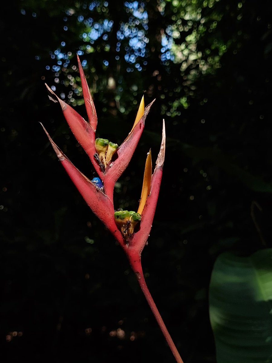 Refugiolongomai's tweet photo. En estos días aparecen las inflorescencias de esta hermosa platanilla que durante el resto del año pasa desapercibida. 

Eso sí, para verla es necesario adentrarse en el bosque.

Su nombre es Heliconia osaënsis.

#heliconia #costarica #cr #plants #longomai #longomaicr https://t.co/b6mHMJ84We