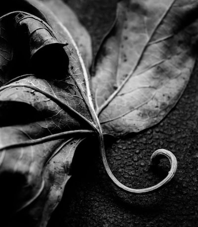 whitedovecrafts's tweet image. Photo By Stephen Hocking | Unsplash 
 #looseleaftea #naturalgems #dryskin #dryiceblasting #drycleaner