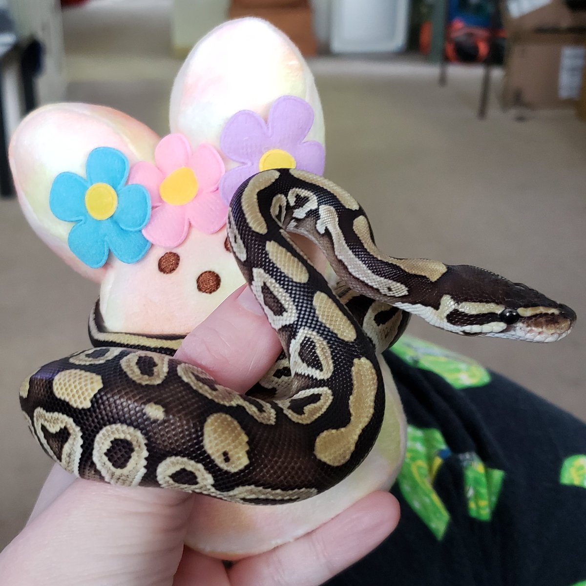 SnakeMomOregon's tweet image. One of my scaly teenagers with a plush Easter Peeps bunny.
@PEEPSANDCOMPANY
@PEEPSBrand
#ballpython
#pythonregius