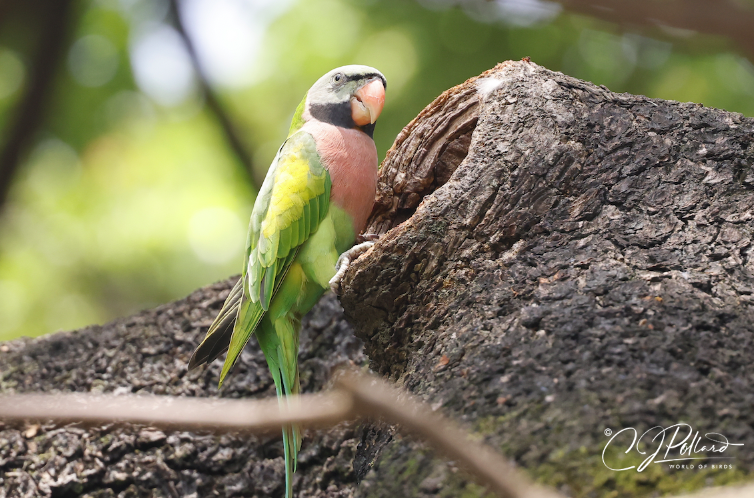 #photooftheday #canonbirdphotography #chrispollardworldofbirds #redbreastedparakeet#thephotohour