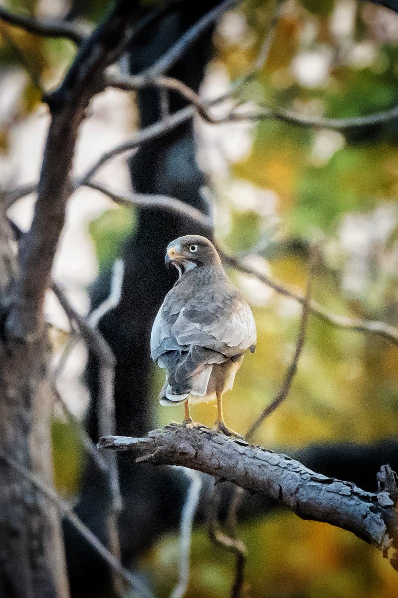 White Eyed Buzzard at Tadoba national park.. ! A lifer for me .. 

#photography #ThePhotoHour #IndiAves #birdphotography #BirdsofIndia #birdwatching #BirdsSeenIn2023 #SonyAlpha #SonyAlpha7iv #sony200600 #createwithsony #WayToWild #Tadoba #IncredibleIndia