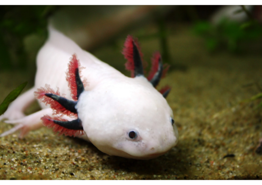 AxolotlHourly's tweet photo. Axolotl https://t.co/wjPKWQpyZI