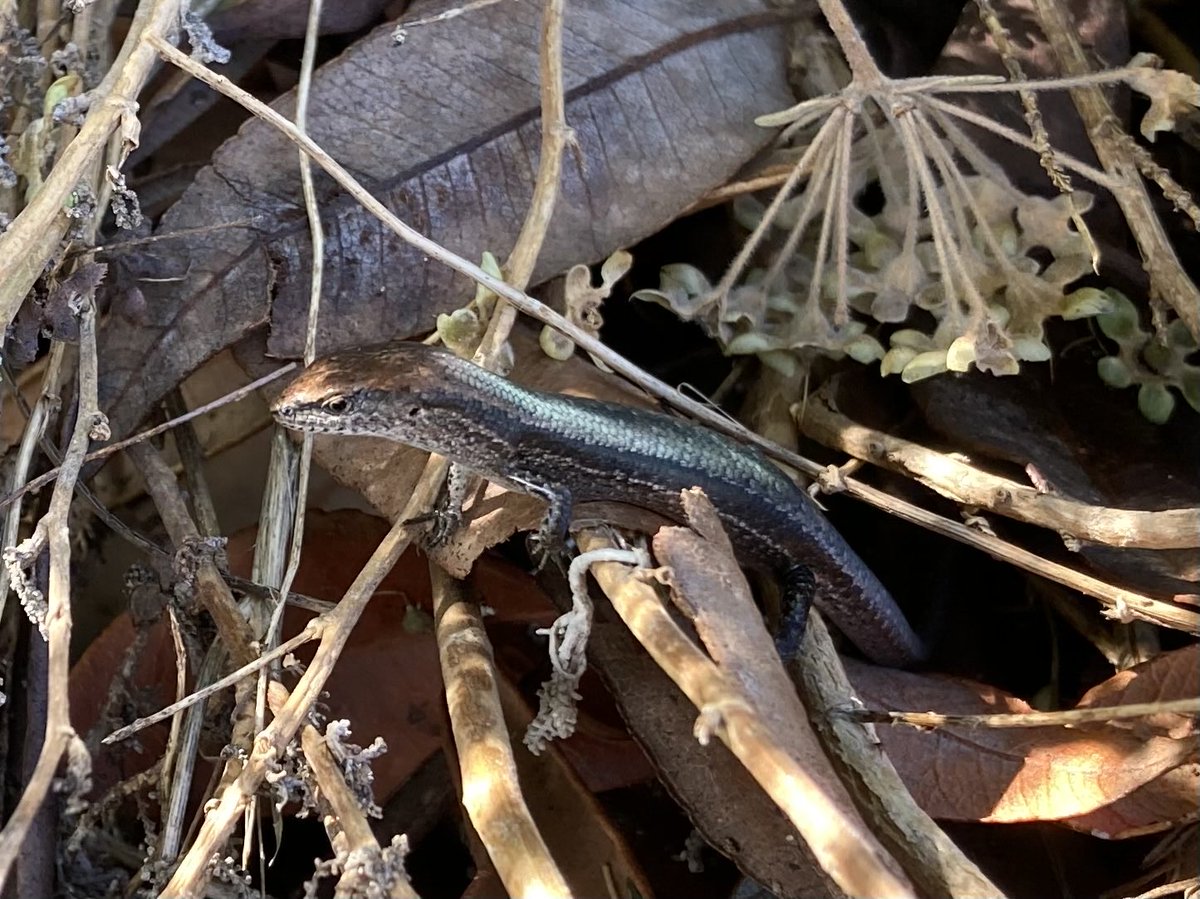 KSumby's tweet photo. Todays sensory garden friend, in my favourite coffee break spot. What a cutie, 😊 on the beautiful #Waite campus. @UofA_SET @waiteresearch https://t.co/GBbV8QrGoY