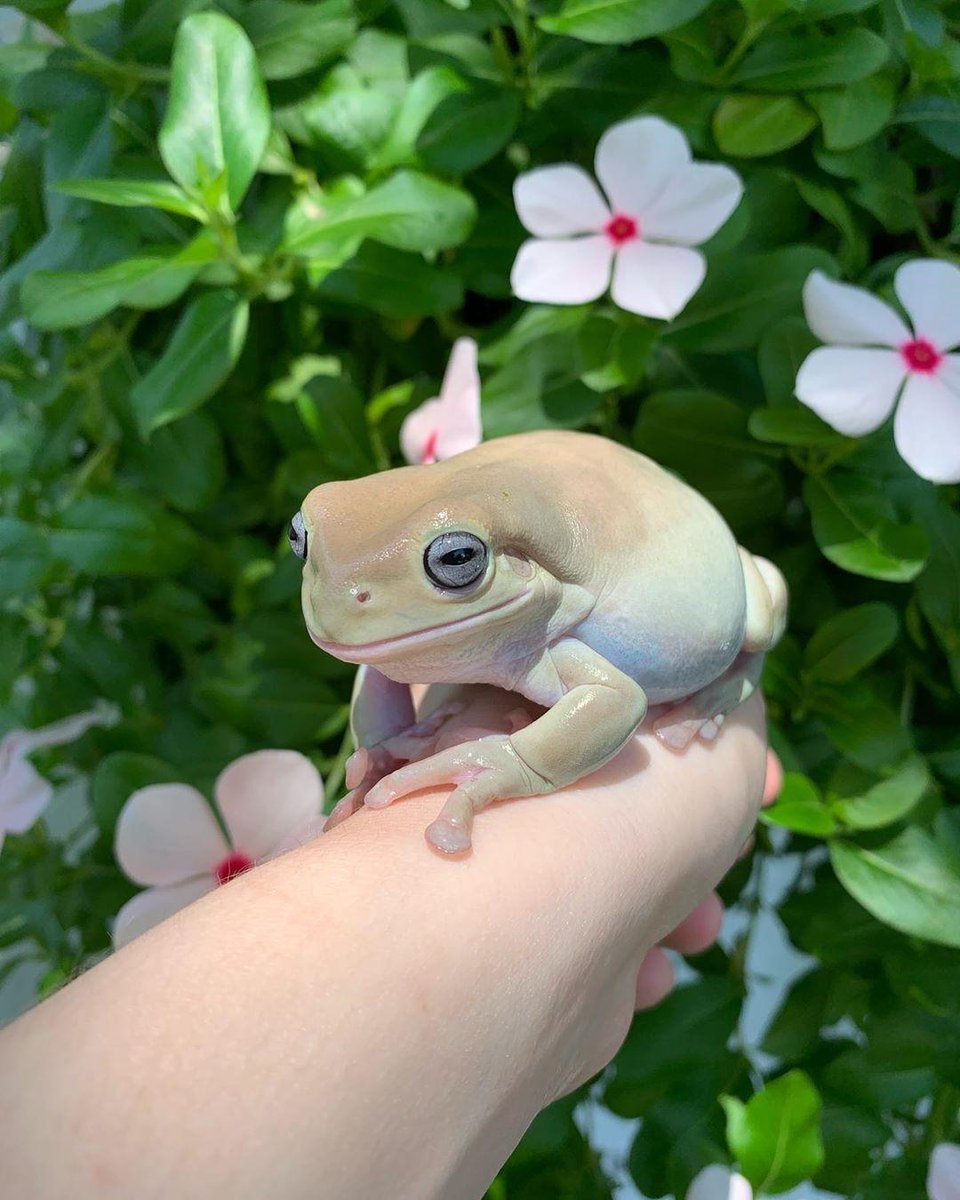 hourly frogs ! ꕥ (@hourfrogs) on Twitter photo 