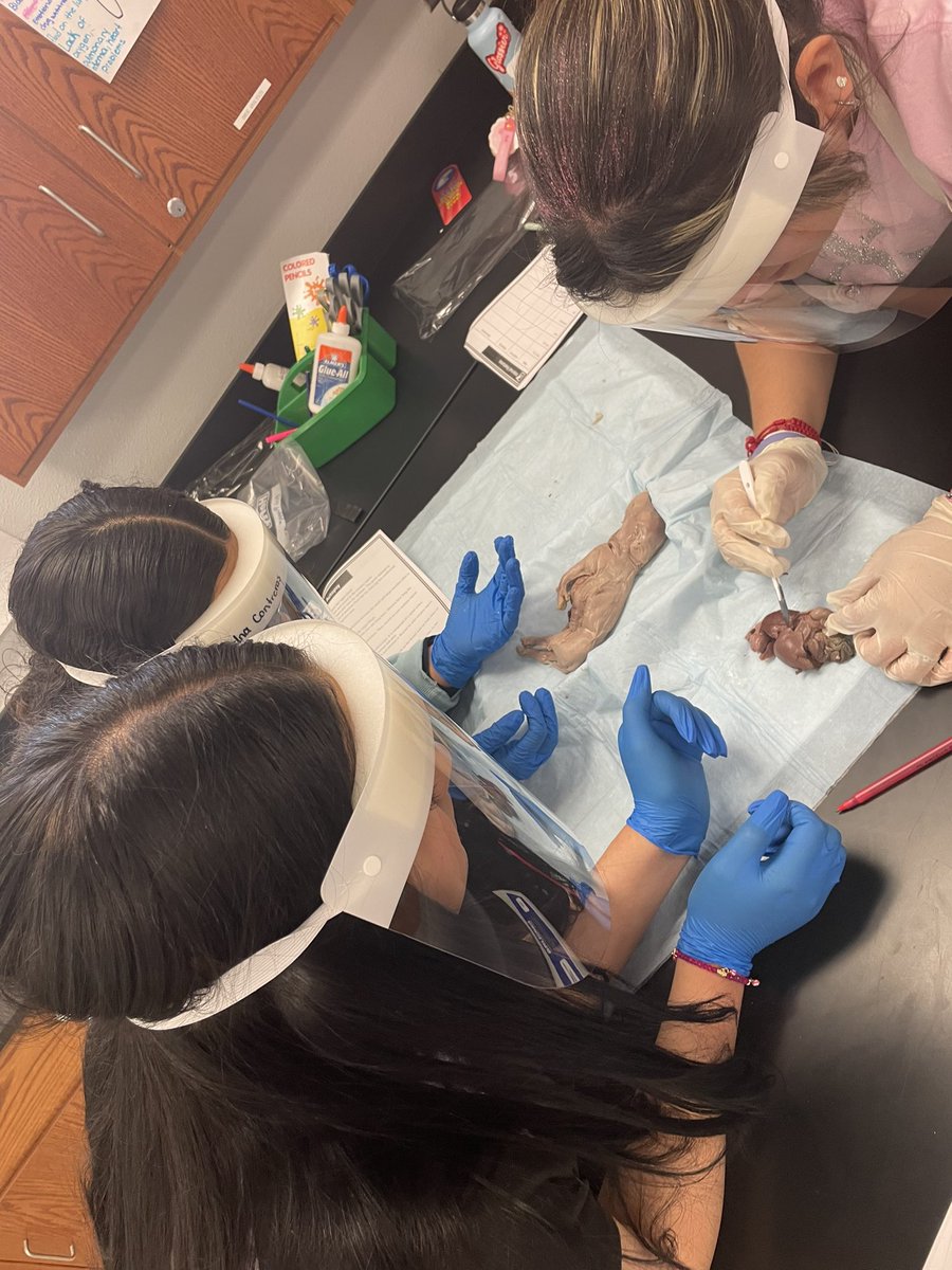 aluna0707's tweet photo. Finishing up our Fetal Pig Autopsies in Forensic Science π· #alwaysablast #drlunasclass #SanEliNation #SEISDinspires #SEHStheBest https://t.co/OrQgfdAPyx