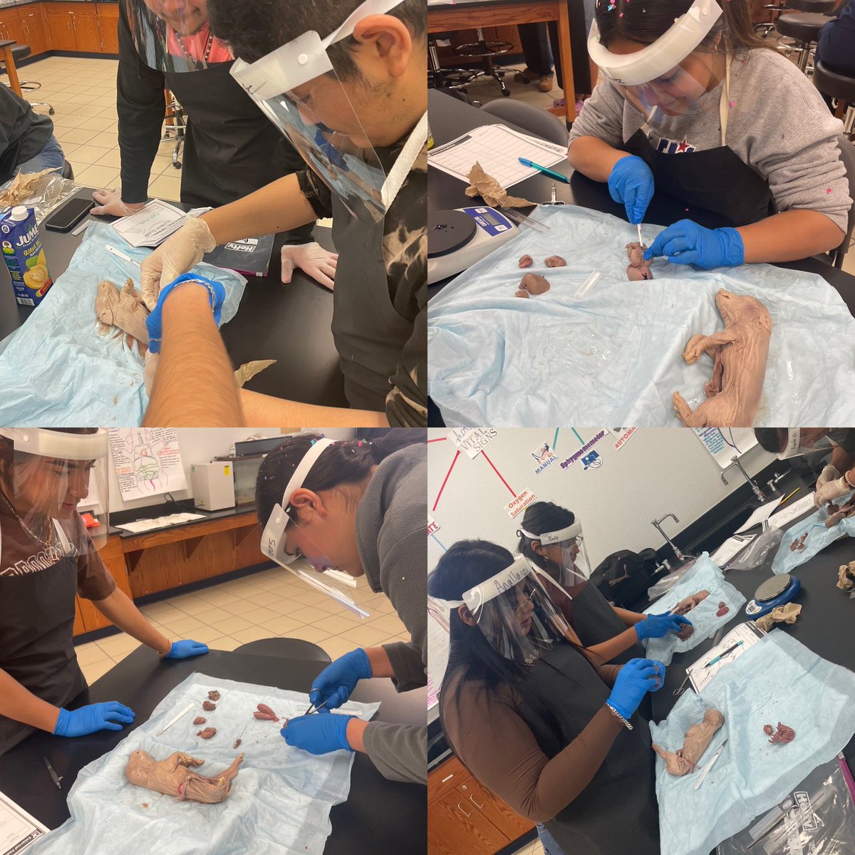 aluna0707's tweet photo. Finishing up our Fetal Pig Autopsies in Forensic Science π· #alwaysablast #drlunasclass #SanEliNation #SEISDinspires #SEHStheBest https://t.co/OrQgfdAPyx