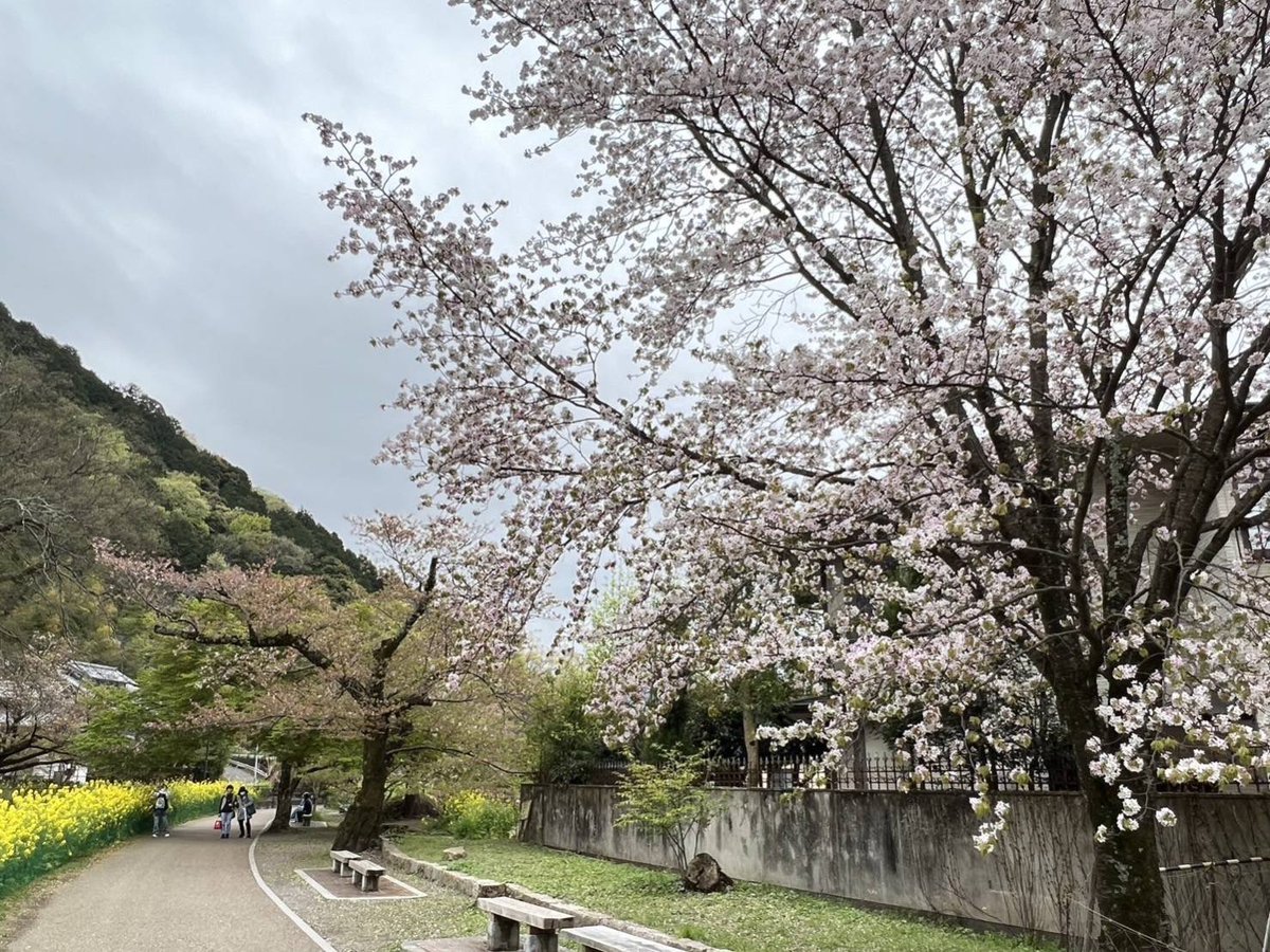 souda_kyouto's tweet image. 毘沙門堂のそばを流れる山科疏水へ🚶🏻‍♀️10時半頃の写真です。  疏水沿いを歩くと、まだ見頃の桜が時々現れ、ほっこり🌸鮮やかな黄色の菜の花は今が盛りのようです😊  滋賀県の大津との間を運航している疏水船も気持ちよさそうですね〜☺️🍃局員  #そうだ京都行こう
