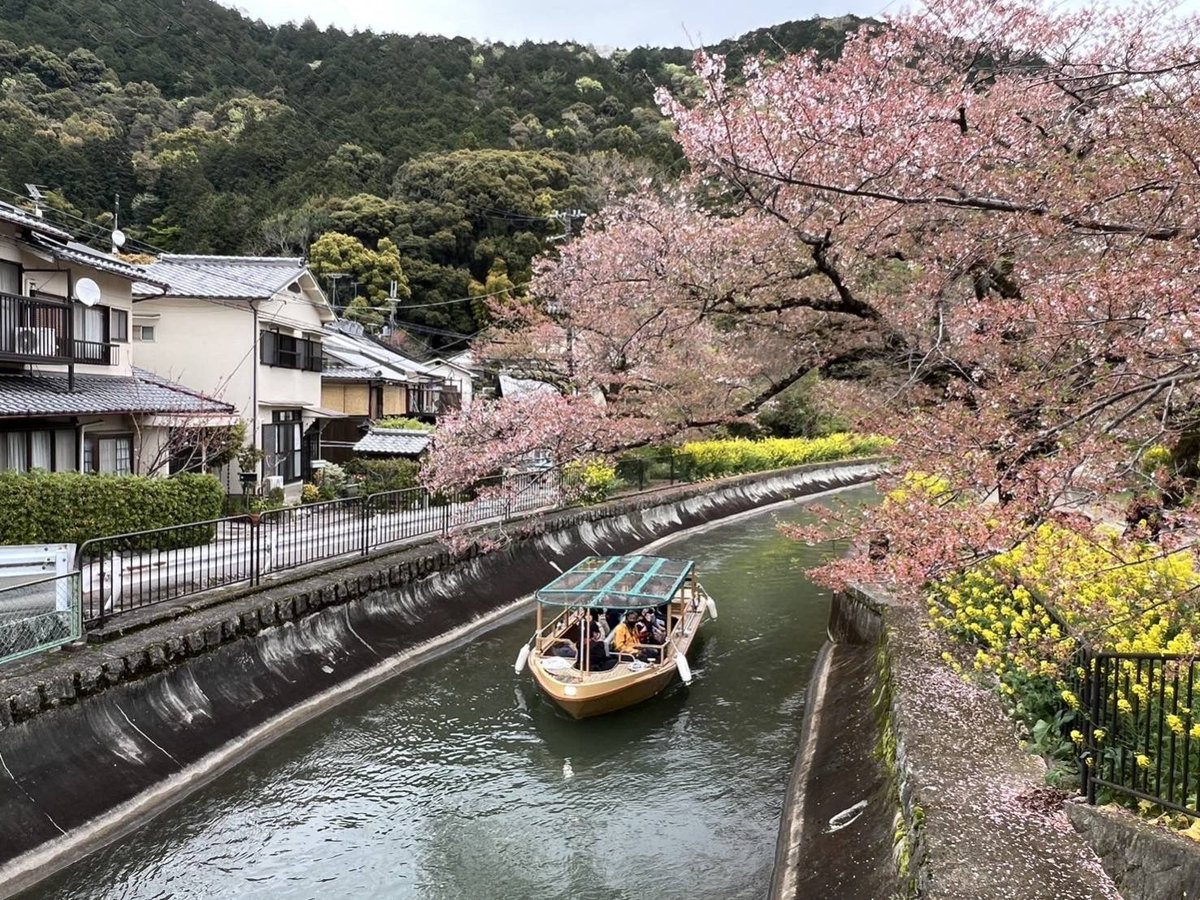 souda_kyouto's tweet image. 毘沙門堂のそばを流れる山科疏水へ🚶🏻‍♀️10時半頃の写真です。  疏水沿いを歩くと、まだ見頃の桜が時々現れ、ほっこり🌸鮮やかな黄色の菜の花は今が盛りのようです😊  滋賀県の大津との間を運航している疏水船も気持ちよさそうですね〜☺️🍃局員  #そうだ京都行こう