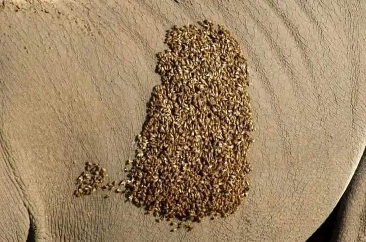 InformaCosmos's tweet photo. Un enjambre se ha posado en un rinoceronte para descansar. 

Las abejas son muy vulnerables y generalmente muy calmadas. Su primer objetivo es cuidar a la reina y llegar al lugar elegido para fundar su nuevo hogar.

Algunas veces se detienen a descansar y se reagrupan. 

Esta vez, encontraron a un gran rinoceronte y decidieron que era el lugar ideal para el descanso.
Por suerte a él no le incomodó y por unos minutos convivieron tranquilamente.

La naturaleza es muy sabia y equilibrada.