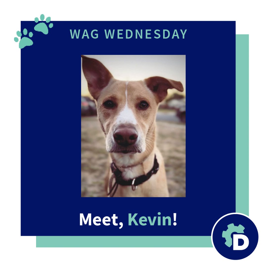 It is Wag Wednesday &amp; this week we are hoping to help Kevin find a forever home! Kevin is a 5 year old lab mix who is available for adoption through POSO Dog Rescue. 

You can apply for adoption here >> hubs.ly/Q01JB5RD0