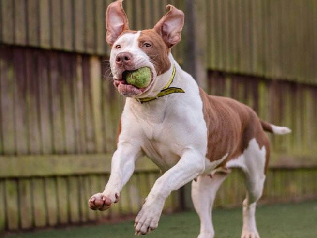 Please retweet to help Winnie find a home #WESTMIDLANDS #UK ' Ray Of Sunshine' American Bulldog aged 1-2. She can live with another playful dog and with children aged 10+🐶✅ DETAILS or APPLY👇 dogstrust.org.uk/rehoming/dogs/……… #dogs #Bulldogs