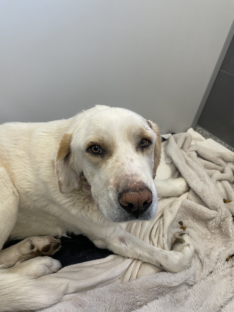 Do you know me? 

This stray dog was found injured next to Foothills and Arapahoe yesterday and had significant puncture wounds. The vet at the <a href="/HumaneBoulder/">HumaneSocietyBoulder</a>  believes he was attacked by a coyote about a week ago.

Though he is expected to make a full recovery, he is looking at