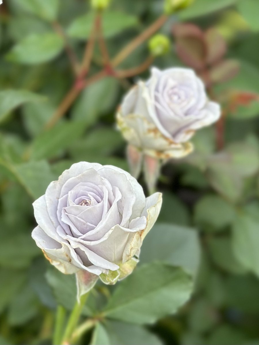 rose_runner's tweet photo. おはようございます
昨年のお庭より
#ブルーグラビティ
今朝は早く起きてしまったのでゆっくり水やり
ブルーグラビティにも蕾が出てきました
春の姿はまだ見ていないので楽しみ
#BlueGravity
#バラ https://t.co/kBSb7op13K