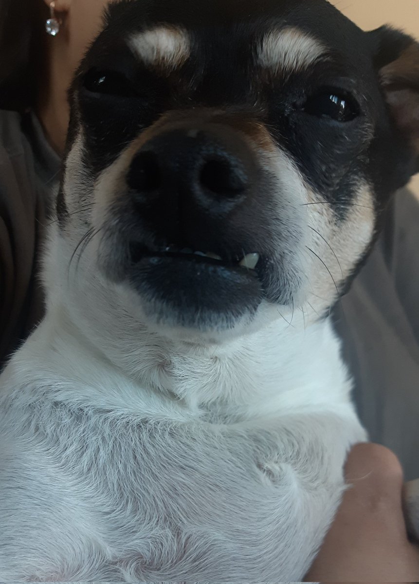 Prod on Twitter "Cookie. The. Dog."