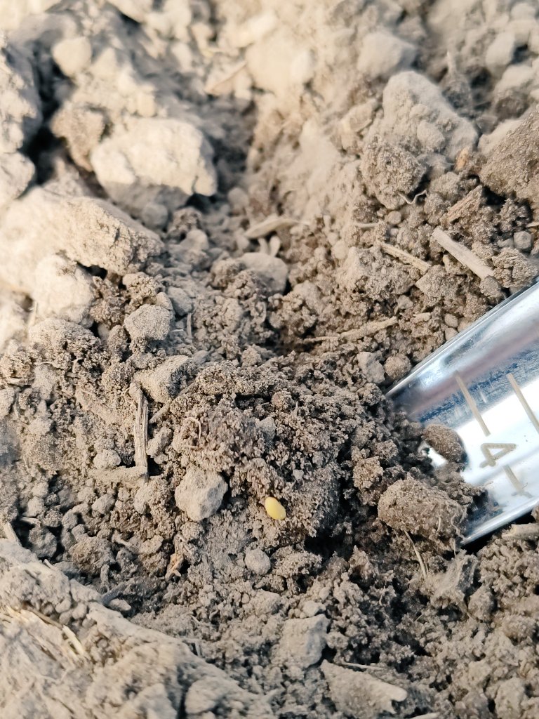 Hoy tocó sur de Córdoba, siembra de ensayos de alfalfa. Fundamental: que sepamos cuántas plantas queremos lograr para ajustar densidad y lograr una siembra eficiente!
#SanBasilio 
<a href="/GentosArg/">Gentos Argentina</a>