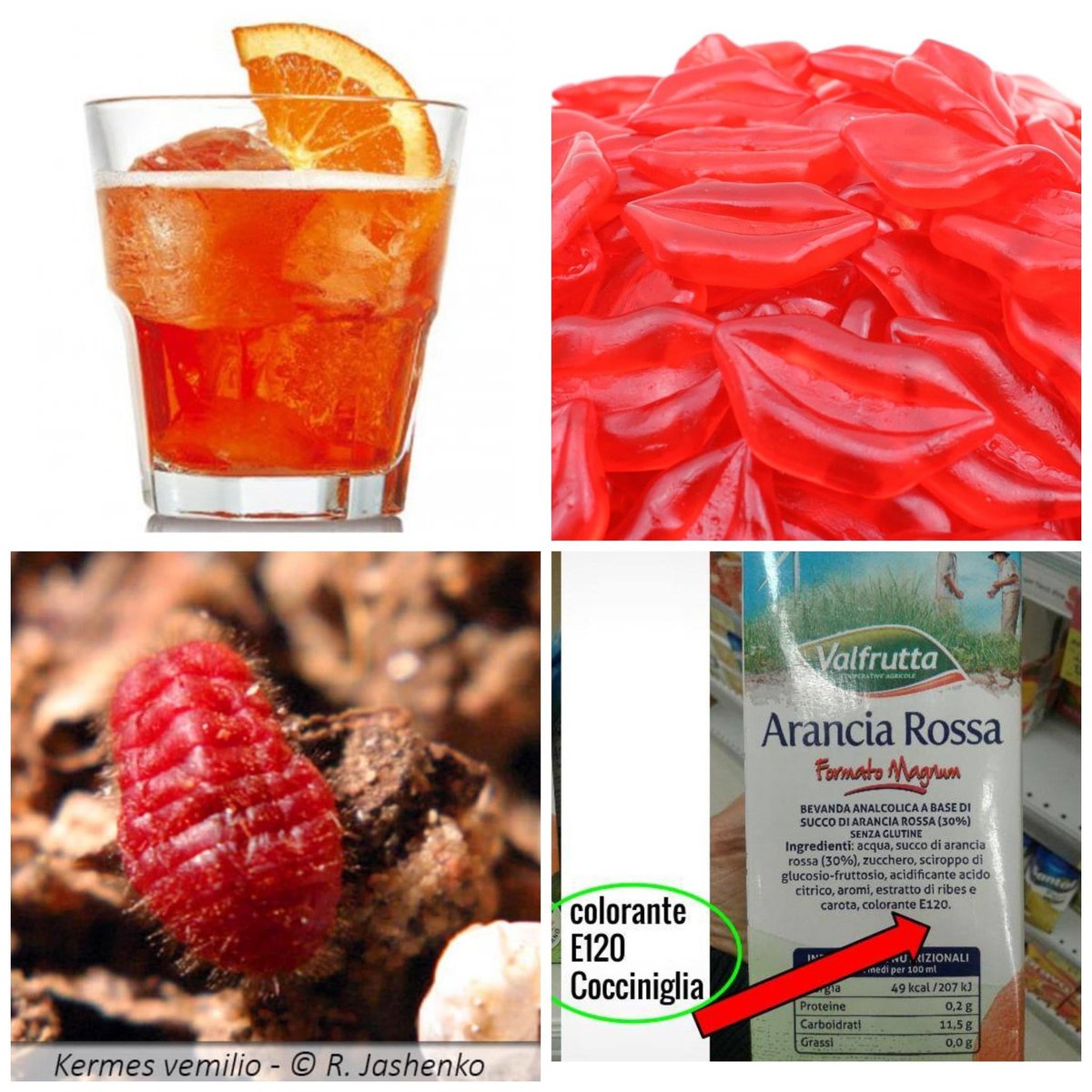 MilaSpicola's tweet photo. Cosa hanno in comune Aperol, Campari, Ginger, alcuni succhi frutta, alcuni dolci e le caramelle rosse, oltre a rossetti e fard?
Sono tutti fatti con la farina di cocciniglia(insetto), descritta negli ingredienti come E120.

Buon Spritz a voi e al ministro Lollobrigida. https://t.co/Db8AsINBX8