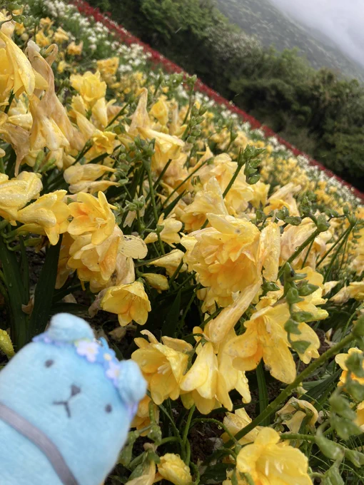 昨日は初日ということで八丈島ツアーをしていただきました!前にフォロワーさんに勧められたフリージア見て来ました!夕飯はオナガダイという珍しい魚を…!捌いていただきました魚1匹捌いたことない…って言ったら次貰ったら一緒にやろうね〜って言われて、魚貰うの!??ってカルチャーショック 