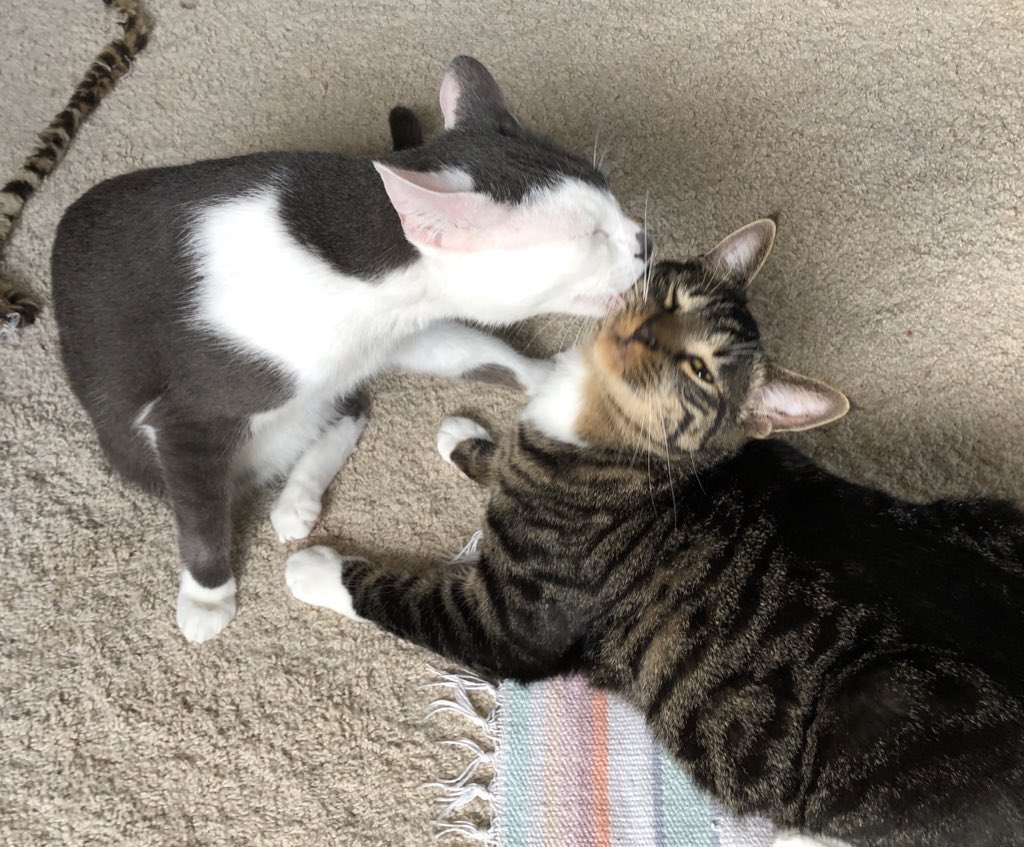 Staff went ahead and set up a mastodon account for us. We’ll likely be here until the sad end of #CatTwitter tho. We are <a href="/ScooterMcPooter/">Scooter McPooter and Cecil B. DeMewlle</a> over there.