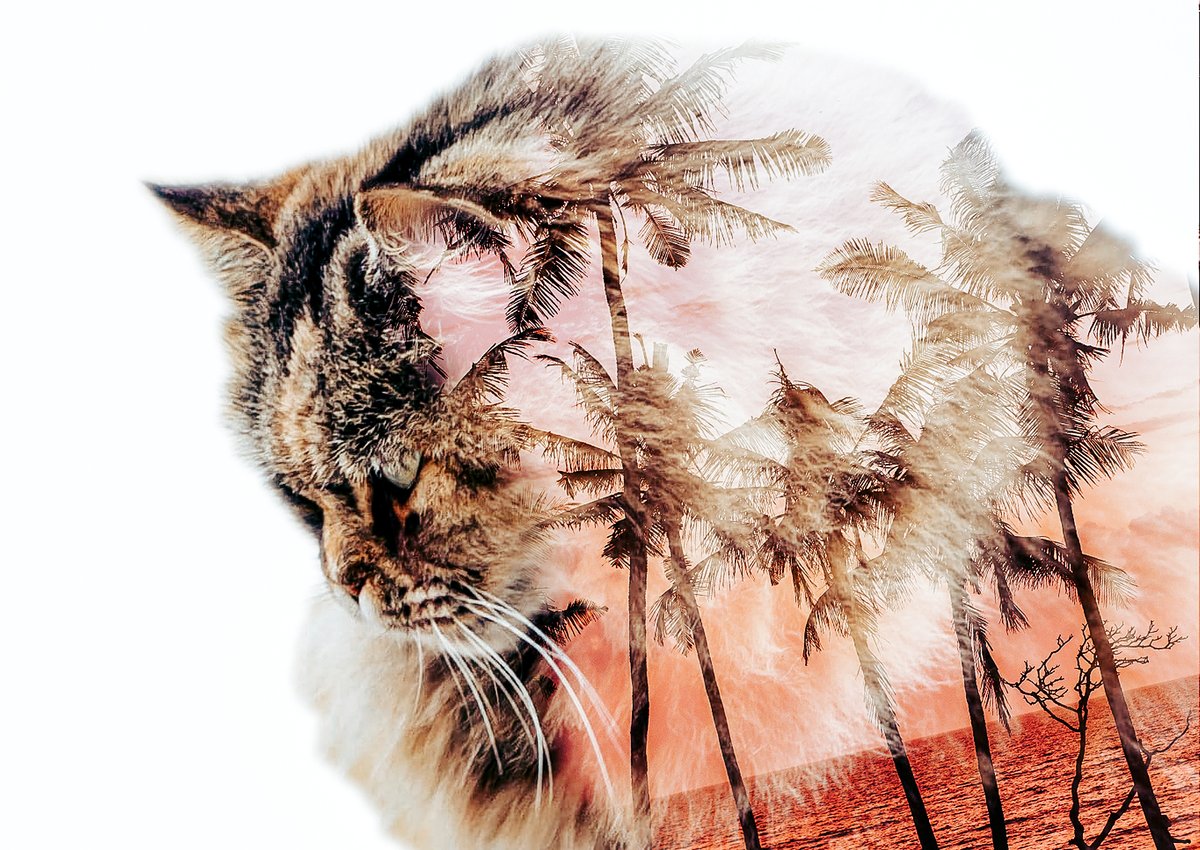 JessConroyPhot4's tweet photo. Anyone want me to do theses double exposure style images? Share images you would like have this effect put on them below or dm me.
#doubleexposure #photoshopediting https://t.co/KQg63Fda4b