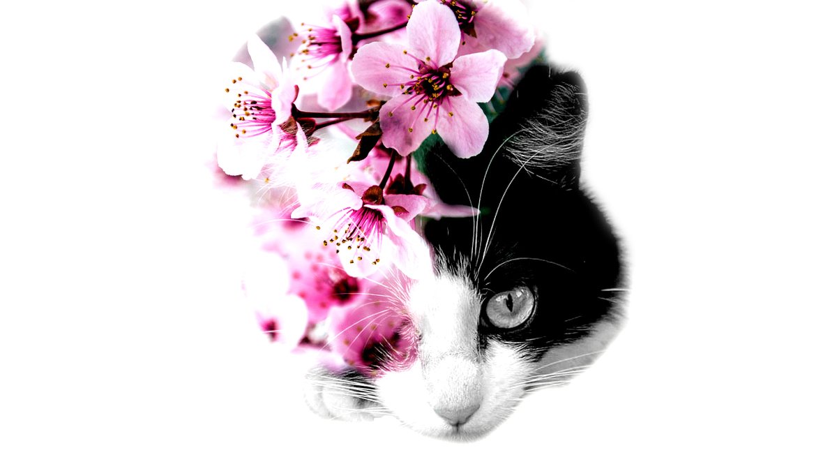 JessConroyPhot4's tweet photo. Anyone want me to do theses double exposure style images? Share images you would like have this effect put on them below or dm me.
#doubleexposure #photoshopediting https://t.co/KQg63Fda4b