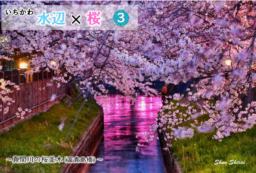 JUN1785's tweet photo. 4/1＆4/2開催のいちかわ水辺ウォークで私の桜写真がプリントされた水辺カードプレゼント🌸
真間川(真間、鬼越)と大柏川(大野町)の親水テラス３箇所でアンケートで答えるともらえます♪

https://t.co/w4gvGgaQ3M

#ICHIKAWAPortraitCity #市川市 #市川 #千葉 #千葉県 #桜 #市川大野 #市川真間 #本八幡 https://t.co/1cyItAlLD3