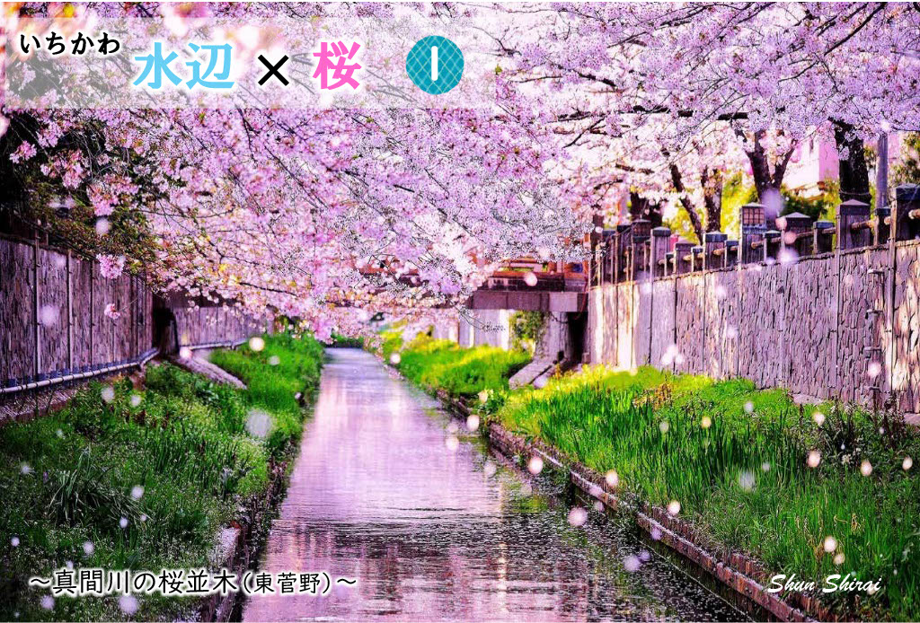 JUN1785's tweet photo. 4/1＆4/2開催のいちかわ水辺ウォークで私の桜写真がプリントされた水辺カードプレゼント🌸
真間川(真間、鬼越)と大柏川(大野町)の親水テラス３箇所でアンケートで答えるともらえます♪

https://t.co/w4gvGgaQ3M

#ICHIKAWAPortraitCity #市川市 #市川 #千葉 #千葉県 #桜 #市川大野 #市川真間 #本八幡 https://t.co/1cyItAlLD3
