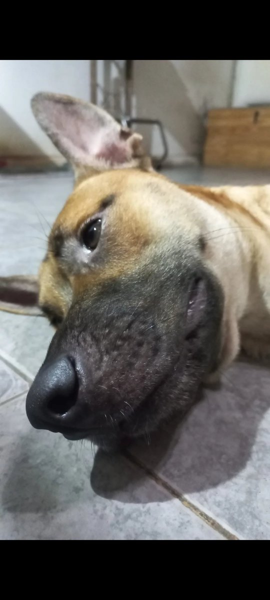 Coco_Alvarezz's tweet photo. Por un tema de espacio, de mi alquiler y de tiempo. No puedo tenerlo mas 😔.

 Tiene un año, se llama koda, tiene todas las vacunas, esta castrado, es lo mas tierno que hay.

Necesito conseguirle un lugar urgente con una familia que pueda darle el amor y tiempo que se merece. https://t.co/2pyLzcuUOF