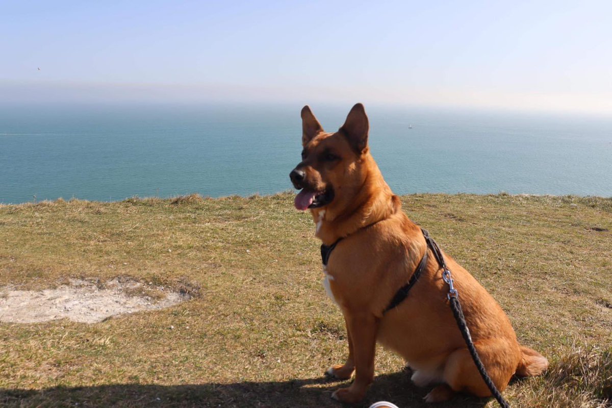 We can’t believe Zeke has had 0 adoption interest!? Someone please tell him how handsome he is 🥹🥹🥹