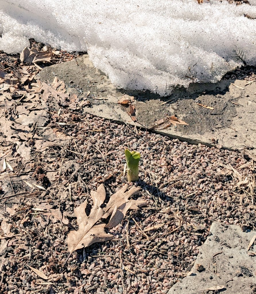 FredRoseMN's tweet photo. Rage against winter. This native plant won't be denied!🌷 https://t.co/GRu0jihfzt