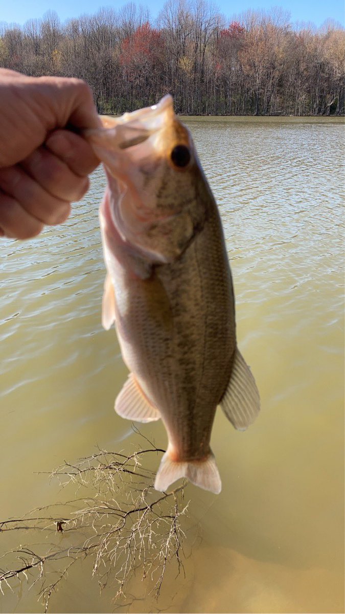 AndyWadeKY's tweet photo. First bass of the year, caught on a @BerkleyFishing flicker shad and a @DaiwaUSA spinning reel. #BassFishing #FreemanLake 🎣 https://t.co/ssWqn5jsj6