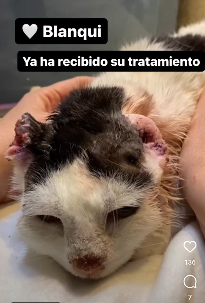 bigotescalleje1's tweet photo. BLANQUI ya ha recibido su primera sesión contra el cáncer en orejitas y nariz, y está con su mami de acogida. Esperamos que se cure y sea feliz. Para ayudarla, cualquier donativo por pequeño que sea nos será útil. Bizum: código 03888. Paypal: bigotescallejeroszgz@gmail.com https://t.co/cUpNJMDV4o