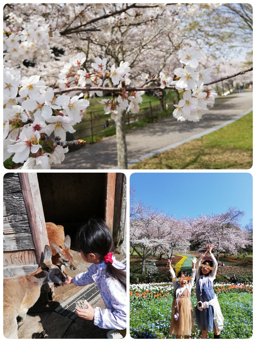 qQLcorrxlStIDFV's tweet photo. 明後日職場が引っ越すこともあり
バタバタしている年度末

一昨日と昨日は休みだったので
山口に行ってきました

家族みんな、人が多いと疲れてしまうタイプなのですが…ゆっくり時が流れている素敵な場所が沢山あり

のんびり桜を眺めて、癒されました🌸

#子育て　#育児　#火の山公園　#道の駅みとう https://t.co/e25QZV49js